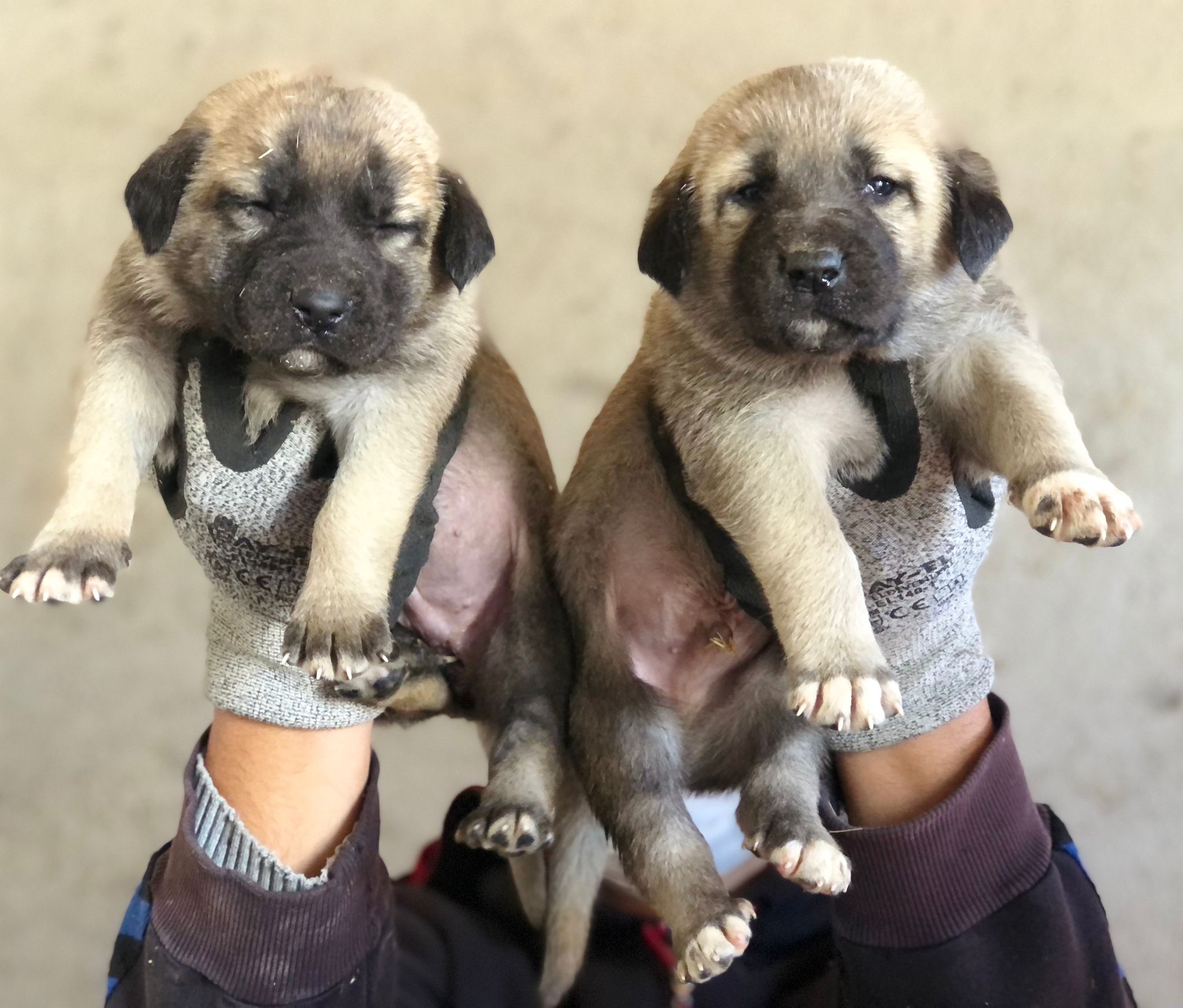 Turkish Kangals