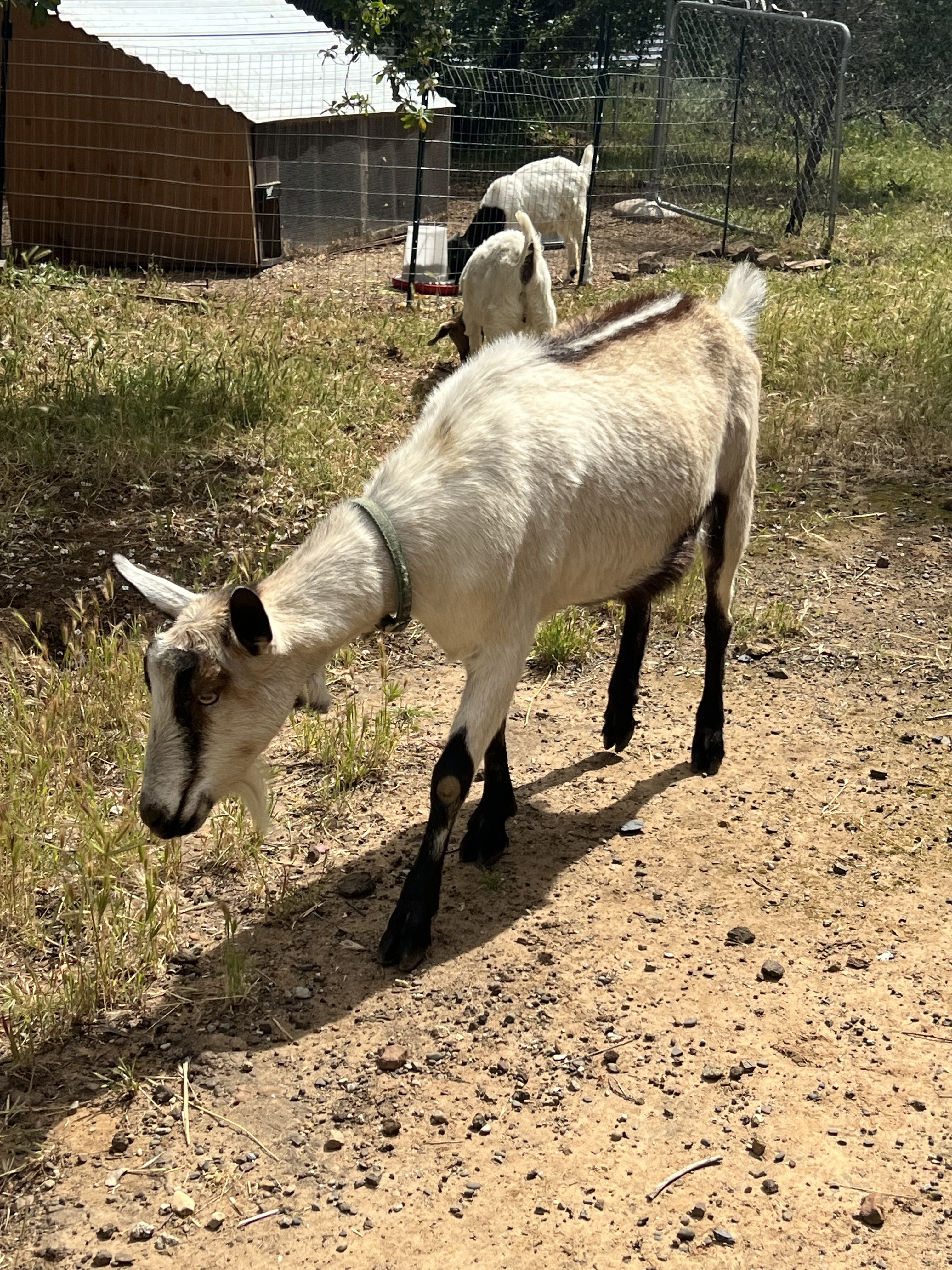 Alpine Goats