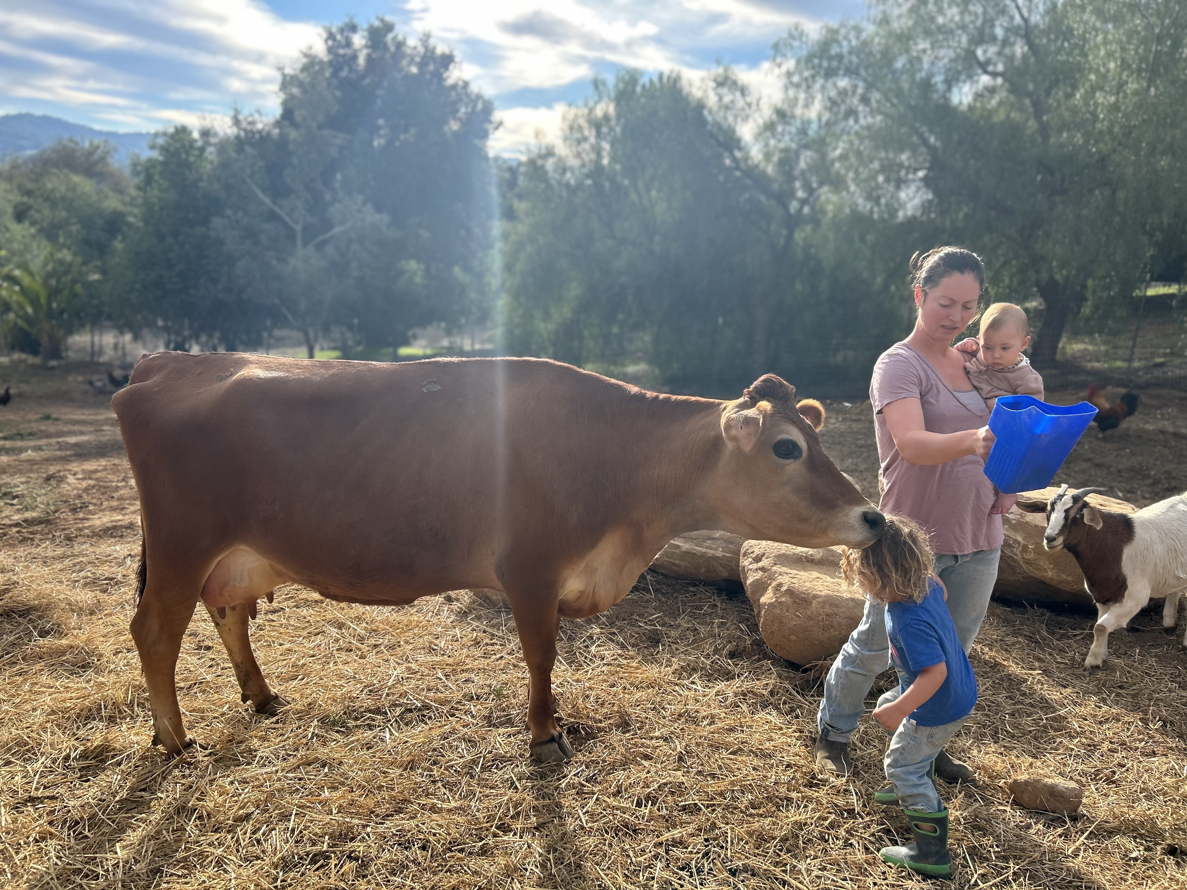 Mini Jersey Cattle