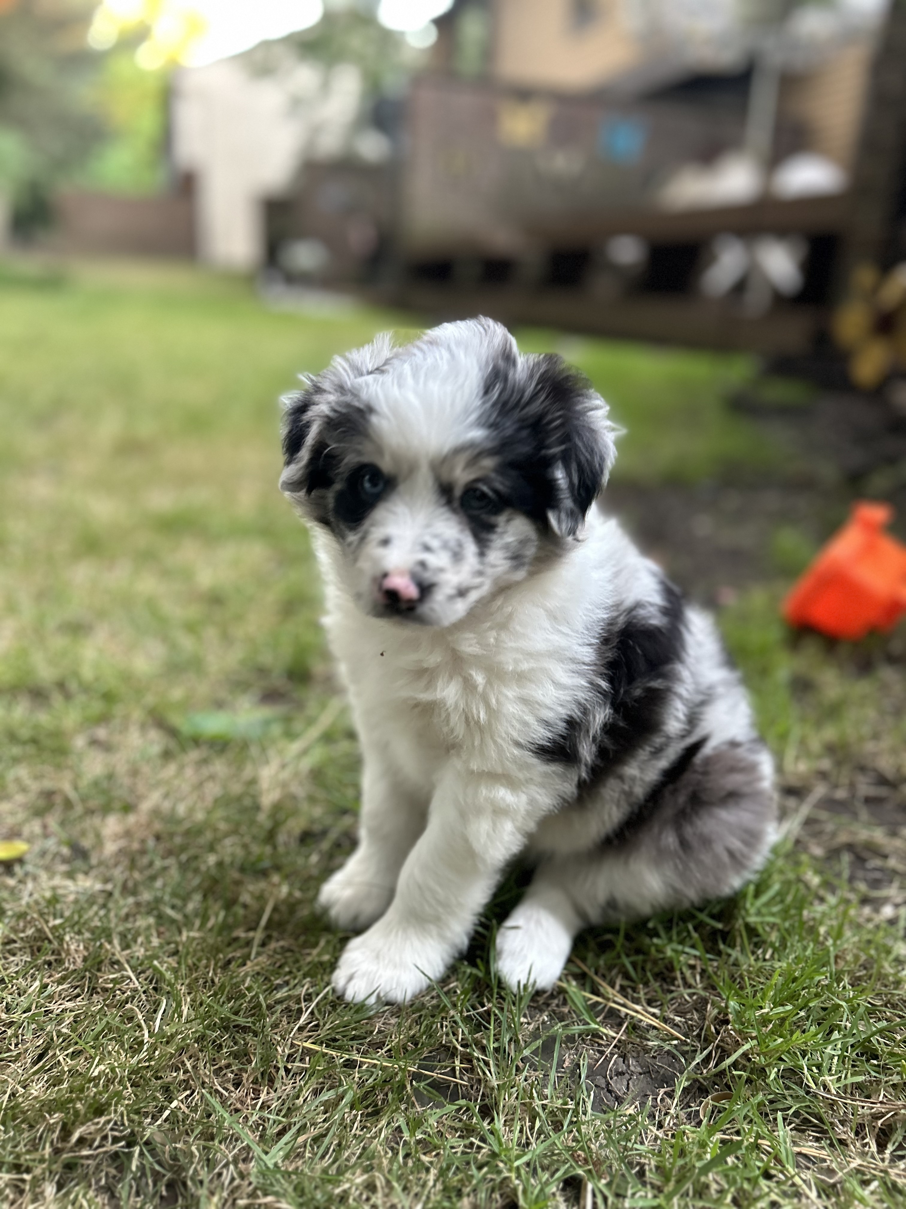 Border Collies