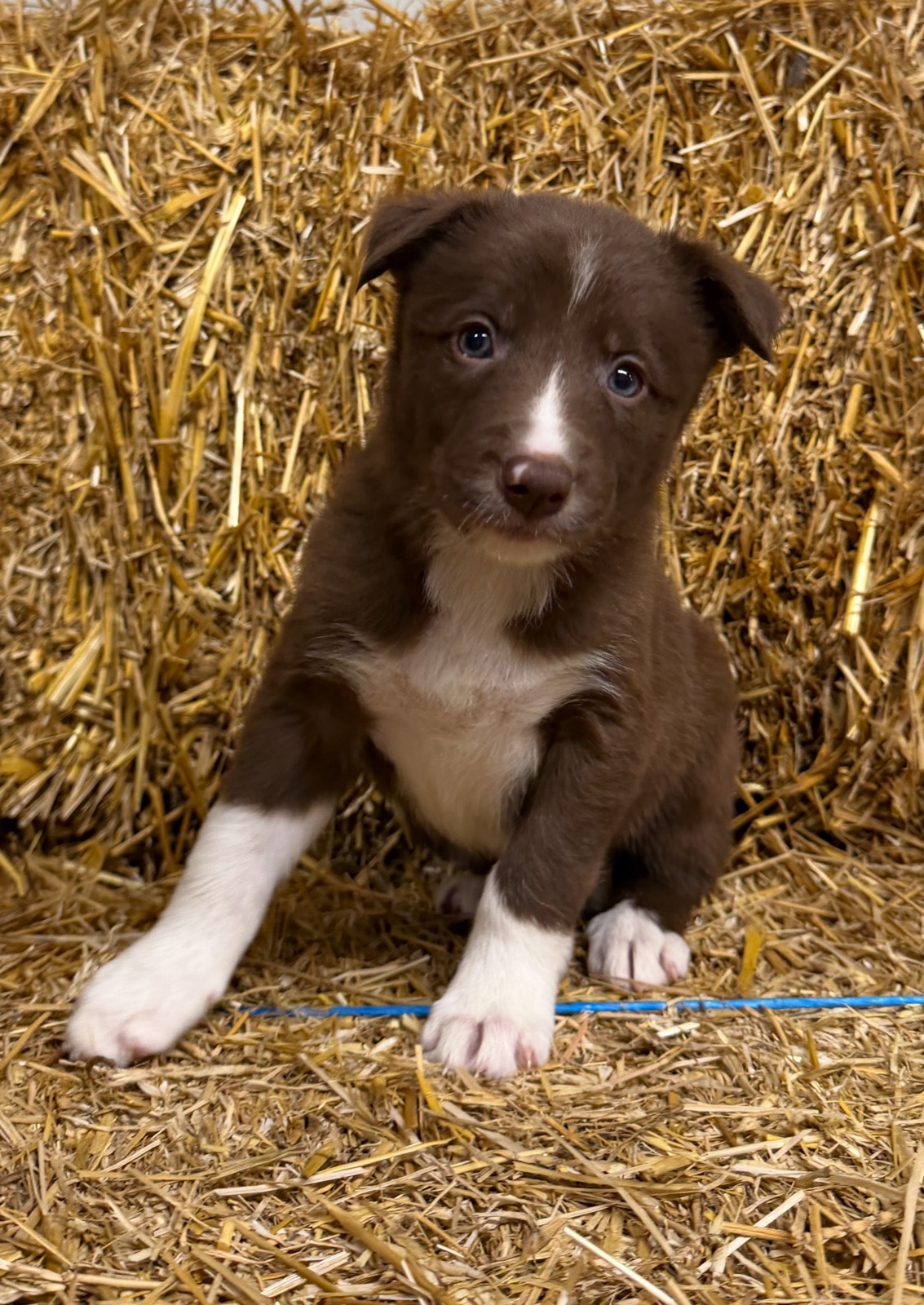 Red female Border Collie puppy from Luna and Razor at Zoya Farm